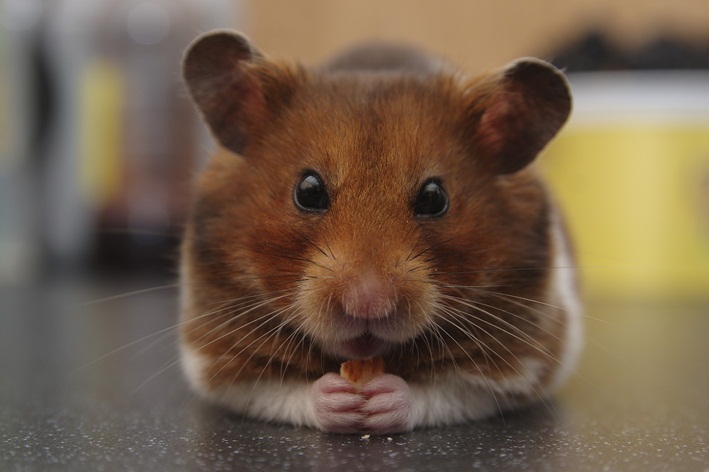 Miksi hamsteri syö koiranpentuja? Ota selvää!