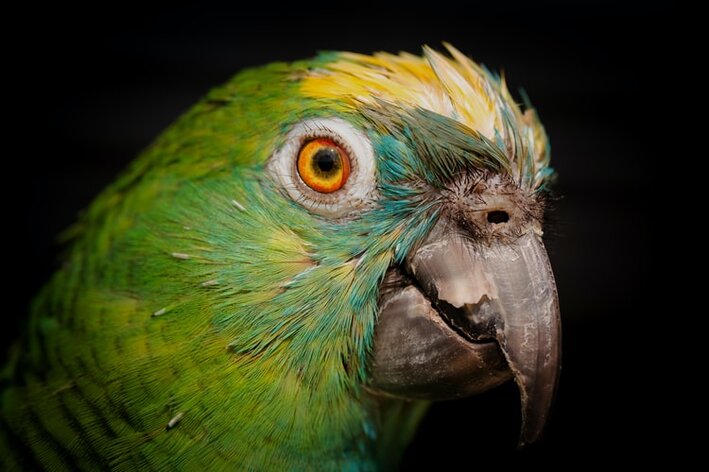 Skutočný papagáj: dá sa udomácniť?