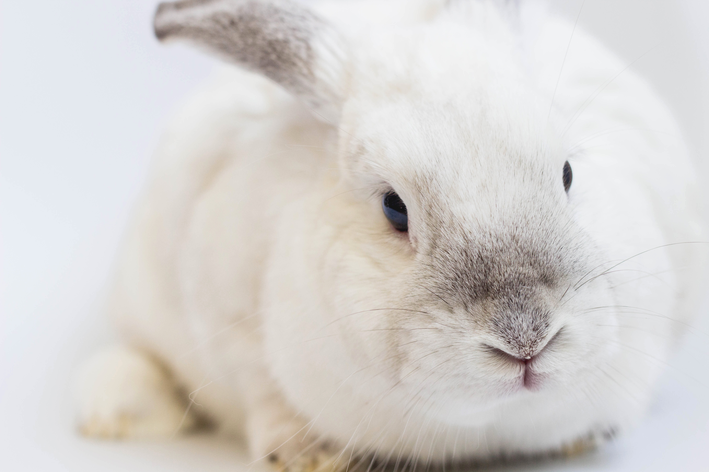 Kan kaniner spise grønkål? Find ud af det!