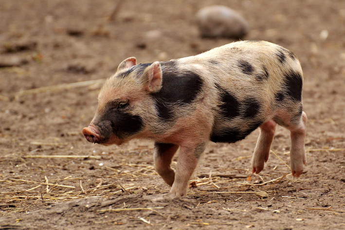 Mini-porc : ce qu'il est bon de savoir avant d'avoir un mini-porc