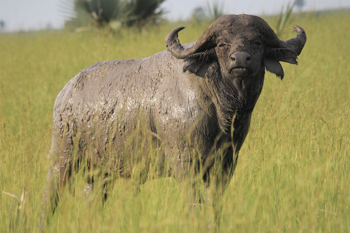 Afrikaanse buffel: kenmerke en nuuskierigheid