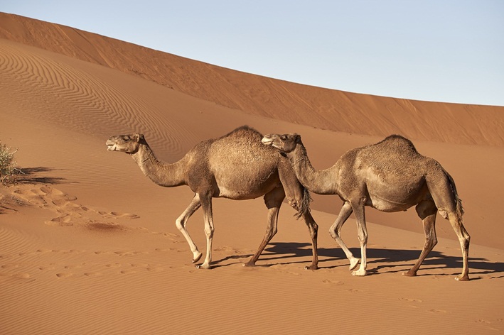 Dromedar: kaj je in kakšne so razlike med njim in kamelo
