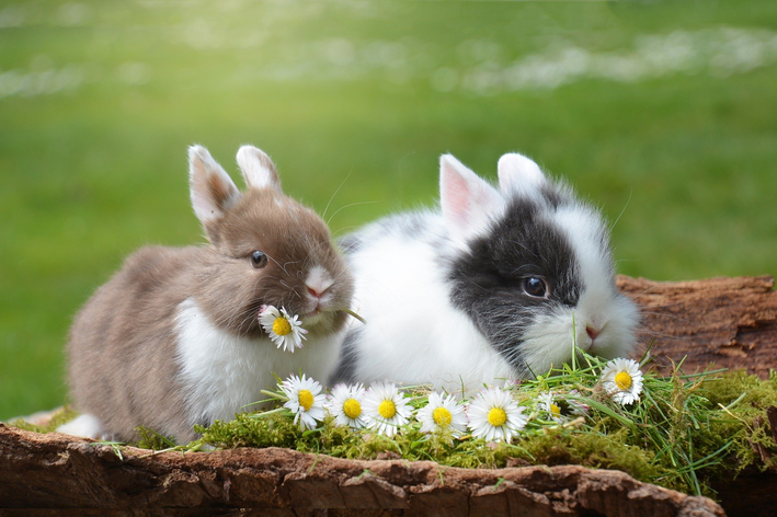 Zakrslý králík: Roztomilý malý králíček