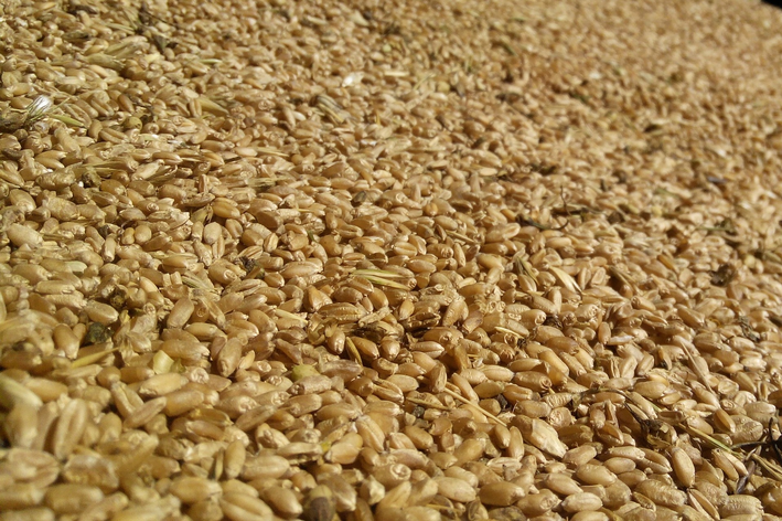 Le millet : ce qu'il est et ses avantages dans l'alimentation des volailles