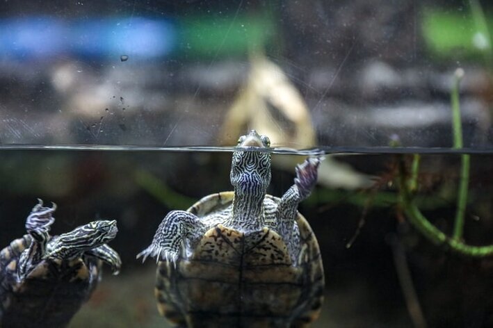 Wasserterrarium für Wasserschildkröten: Wie richtet man das ideale Terrarium ein?