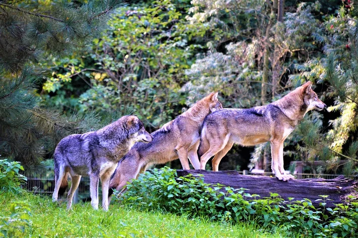 Колектив от вълци: научете как работи стадото