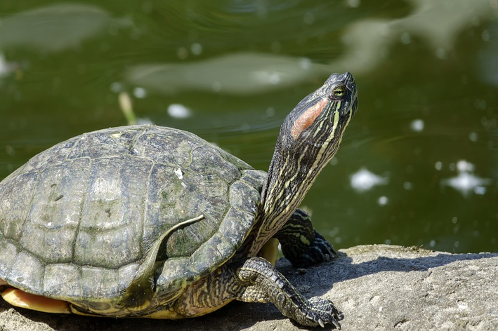 Bir jabuti ile bir kaplumbağa arasındaki fark nedir? Şimdi öğrenin!