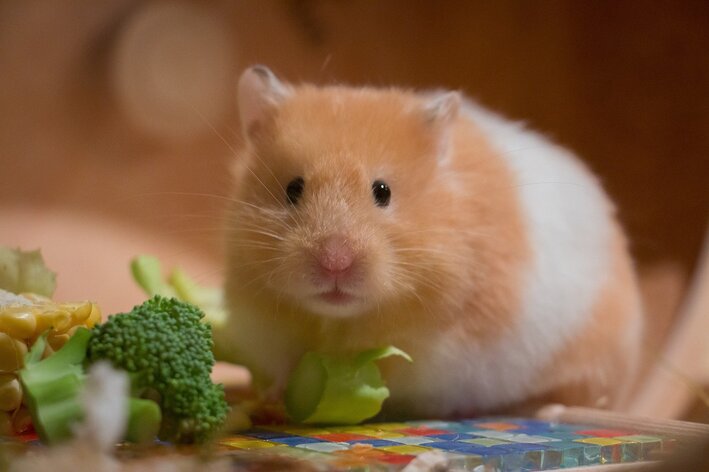 Qu'est-ce que les hamsters ne peuvent pas manger ?