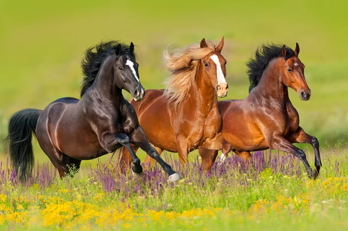 Was ist das Pferdekollektiv? Finden Sie es heraus!