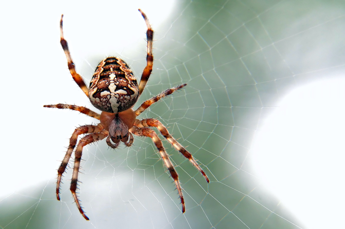 Gigitan laba-laba pada anjing: ketahui apa yang harus dilakukan!