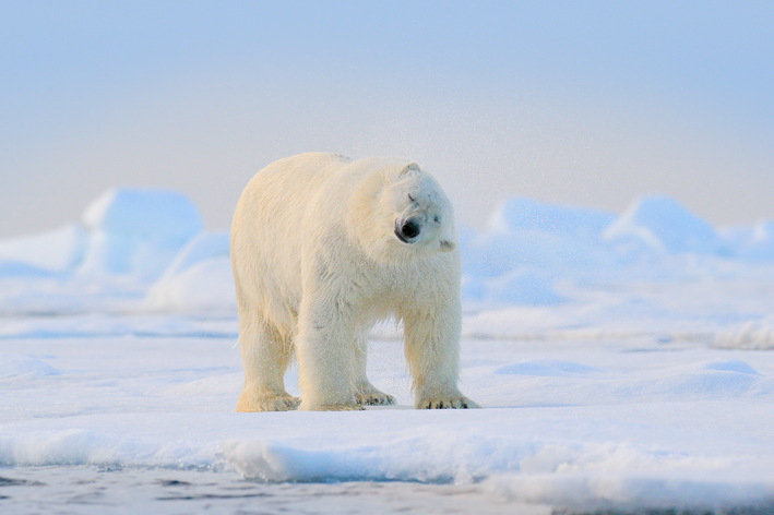 북극곰 : 특성, 서식지 및 호기심