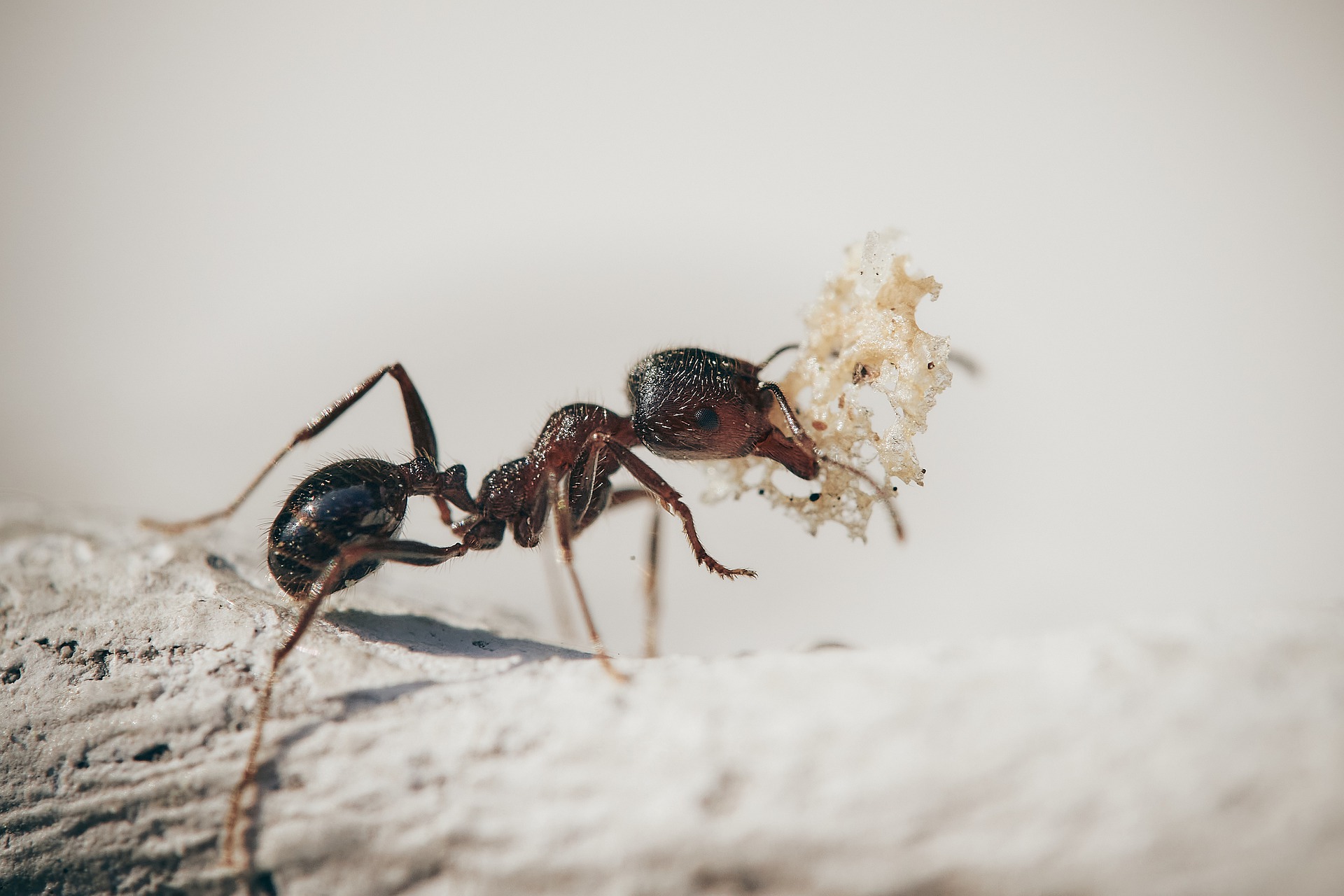 पता लगाएँ कि चींटी कशेरुक है या अकशेरुकी