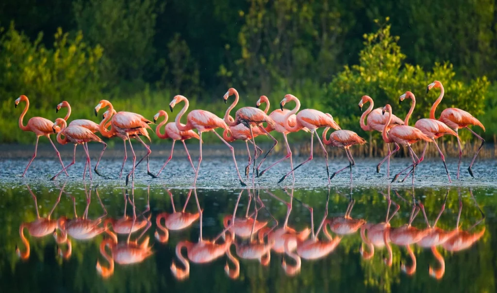 Flamingo: fios agad air an eun pinc seo