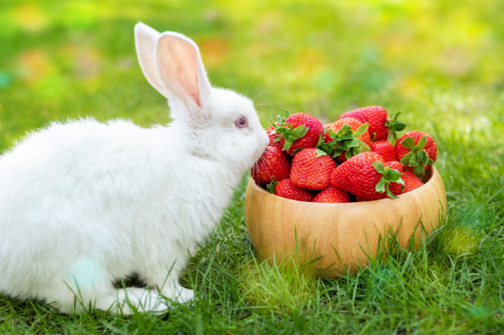Kin konijn aardbei ite? Sykje út hokker fruchten tastien binne