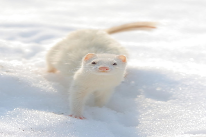 White ferret- မင်းရဲ့မွေးစားပုံကို သိပြီး လေ့လာပါ။