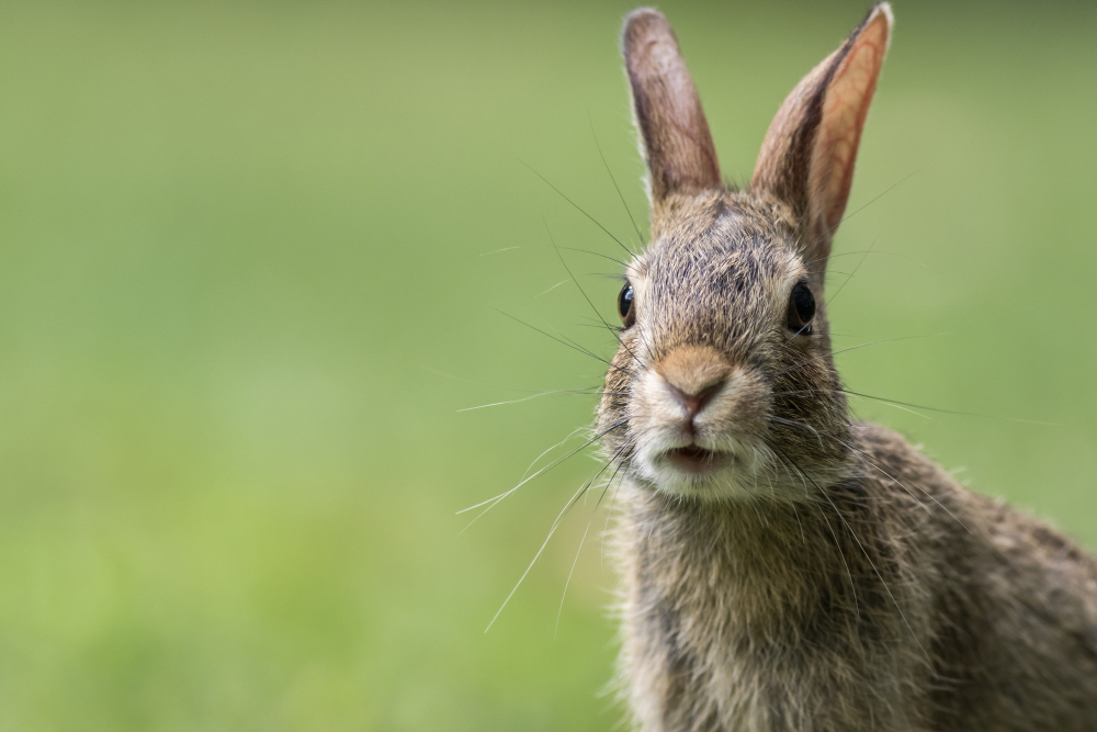 Познайомтеся з кролячими какашками та дізнайтеся про здоров'я свого улюбленця