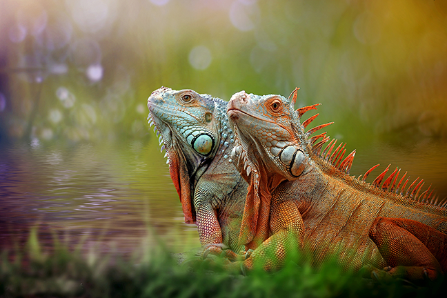 Iguana: lear alles oer it reptilen en hoe't jo ien as húsdier hawwe