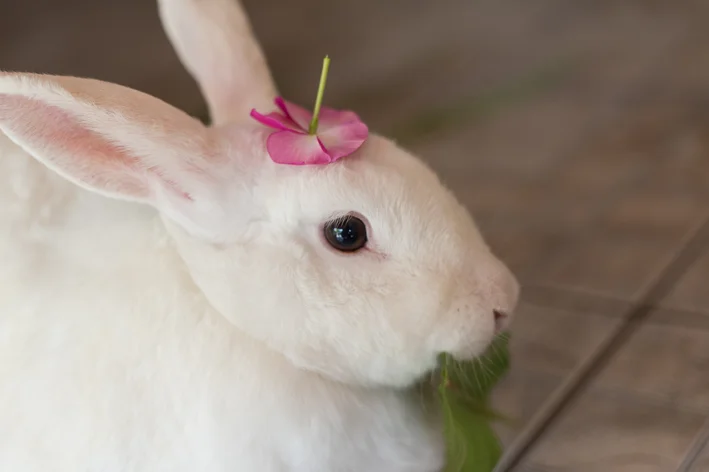 Могут ли кролики есть цветную капусту? Узнайте прямо сейчас!