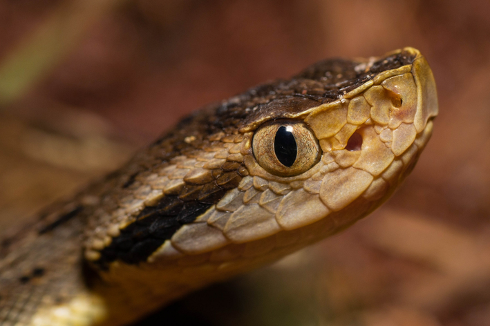 Jararaca: Treffen Sie eine der giftigsten Schlangen