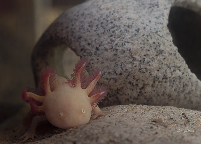 Axolotl, salamander Mexico