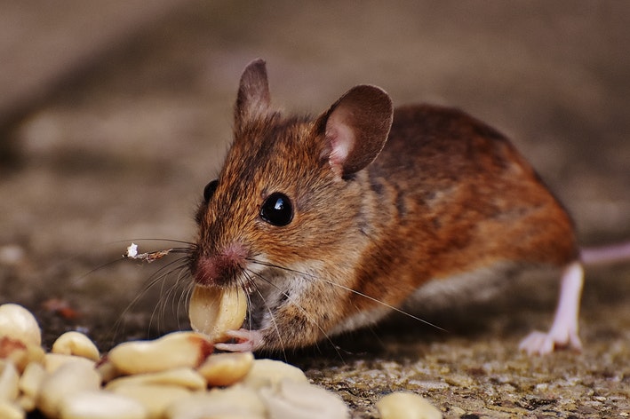 Ali veste, kaj jedo miši? In to ni sir!