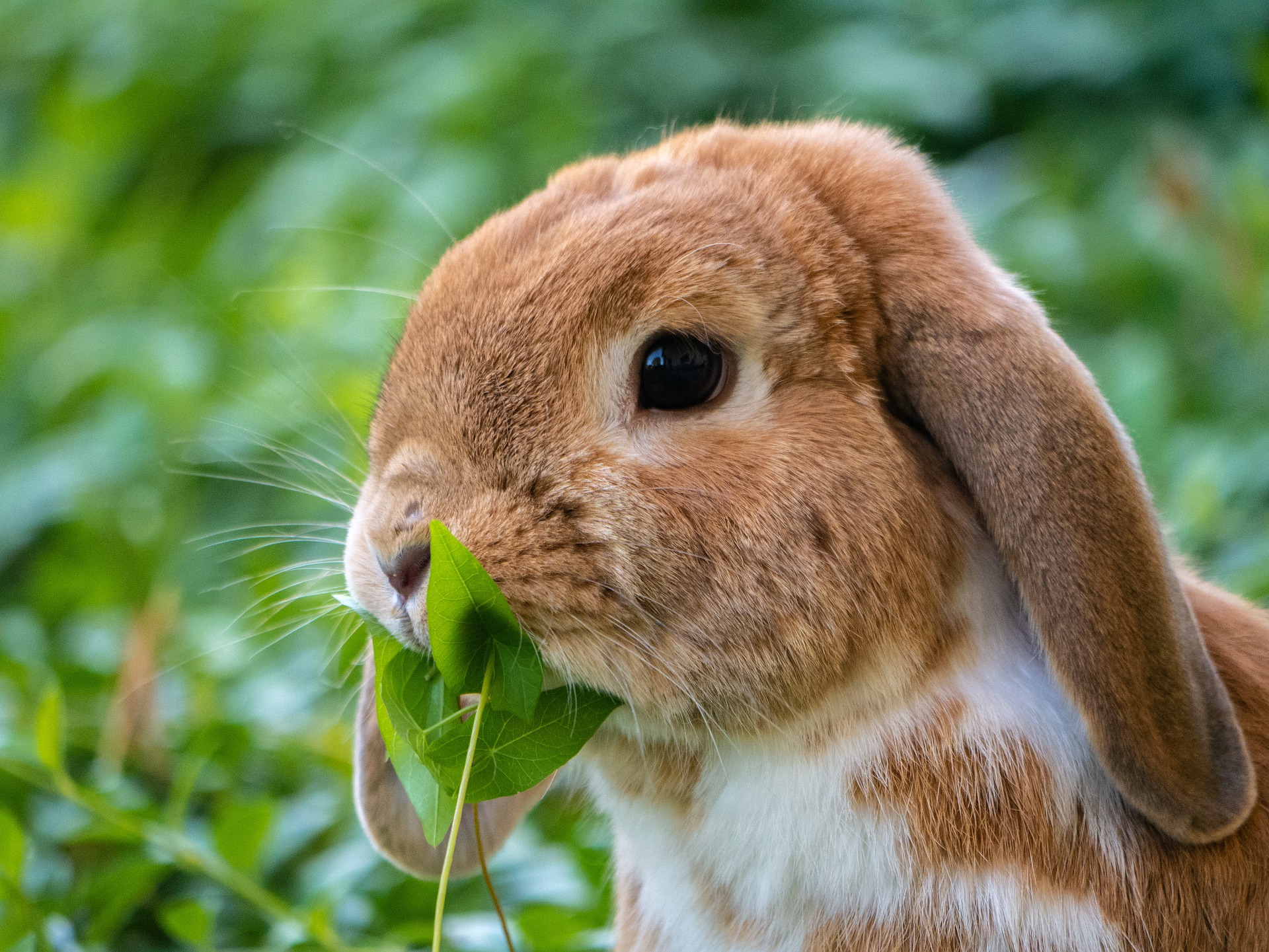क्या खरगोश सलाद खा सकता है?