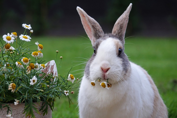 د خرگوش غاښونه: پاملرنه او تجسس