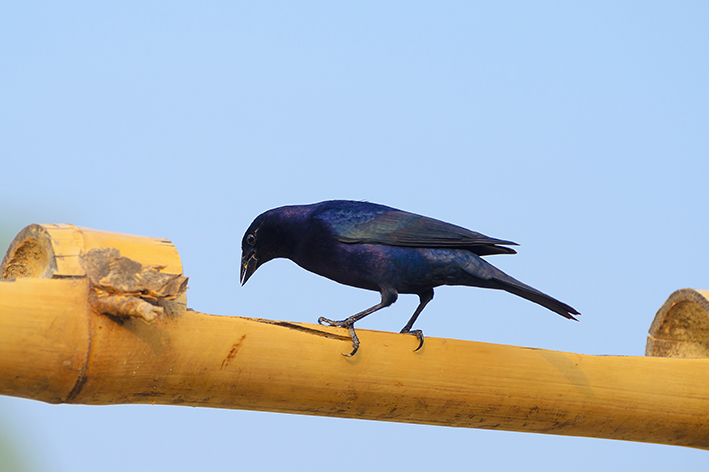 Der Blaue Vogel: Erfahren Sie alles über den Vogel Südamerikas