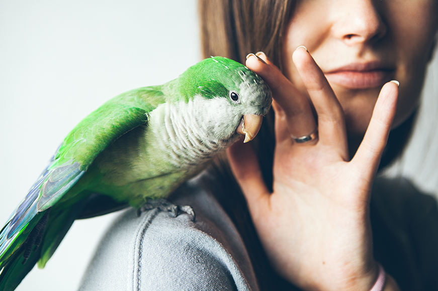 Papegøye: alt om fuglen og hvordan du har en som kjæledyr