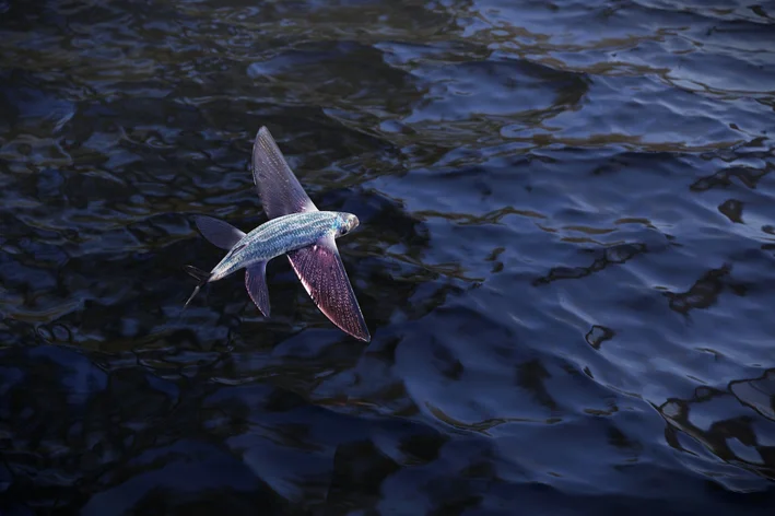 उड़ने वाली मछलियाँ: वे कैसे उड़ती हैं, प्रकार और जिज्ञासाएँ