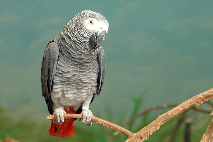 Congo parrot: labhairteach agus gràdhach