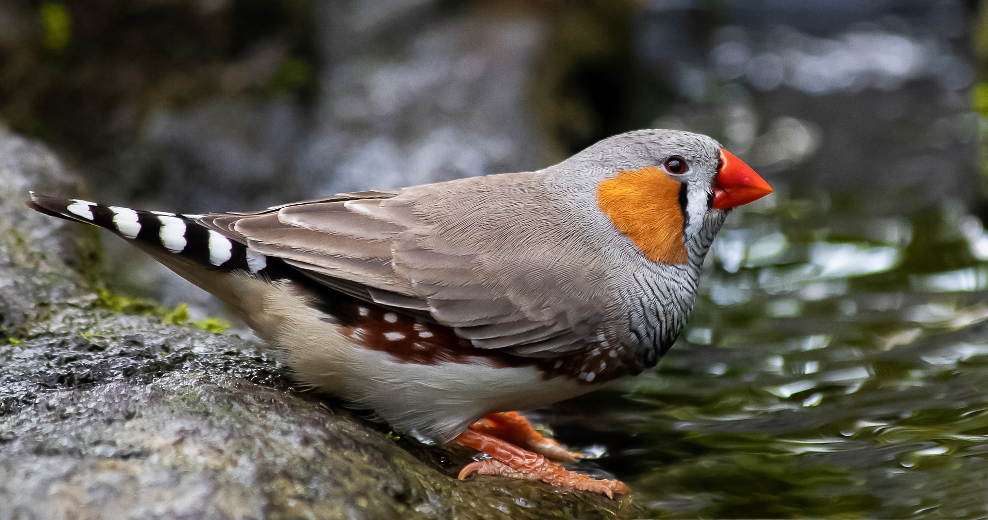 Mandarinų paukštis: sužinokite viską apie mandarinų deimantą