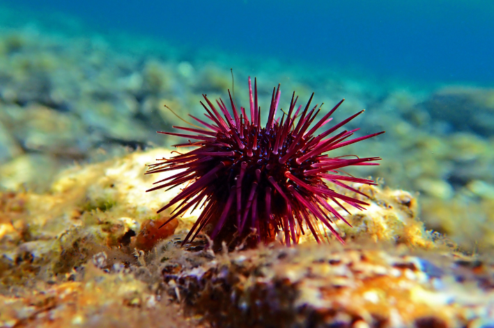 Mořský ježek: vlastnosti a zajímavosti