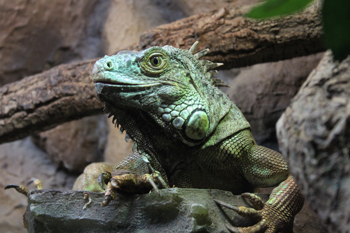 Iguana verde: conozca todo sobre este animal exótico