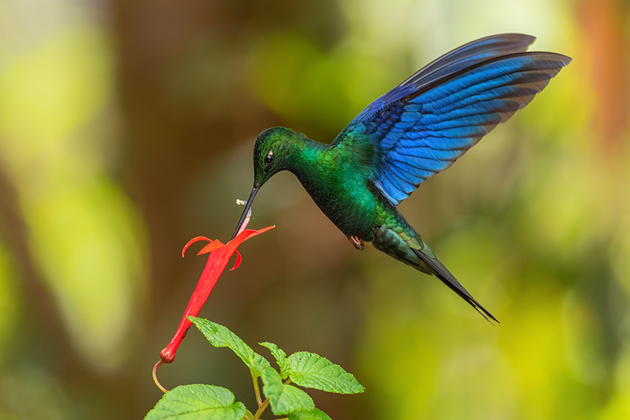 Burung Kolibri: Ketahui semua tentang burung yang hinggap di udara