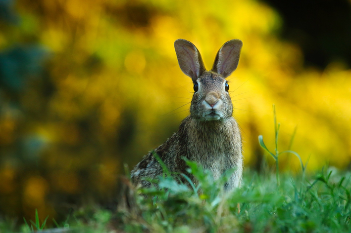 Vivir en la naturaleza: Conoce al conejo salvaje
