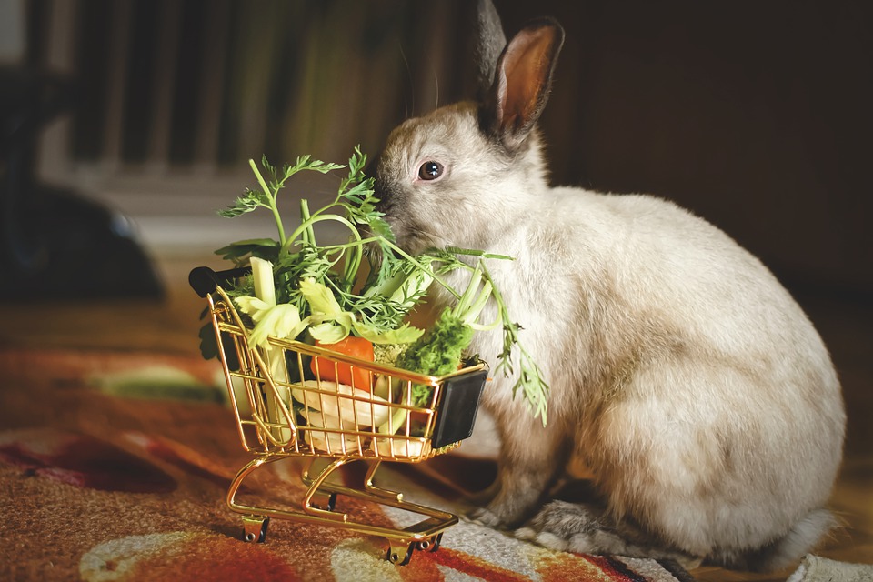Czy króliki mogą jeść kapustę? Dowiedz się, czy ten pokarm jest szkodliwy dla zwierząt.