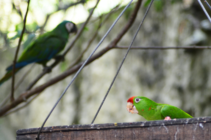 Papagaiodomangue: Conoce a esta ave y los cuidados necesarios con ella