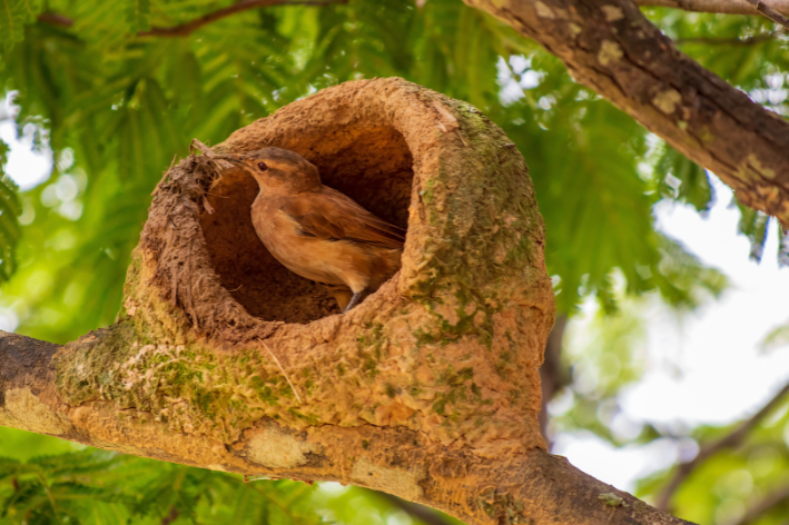 João debarro: një nga zogjtë më të njohur në Brazil