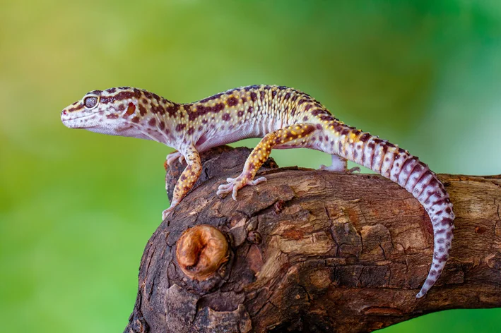 Lagarto geco: el lagarto más popular del mundo