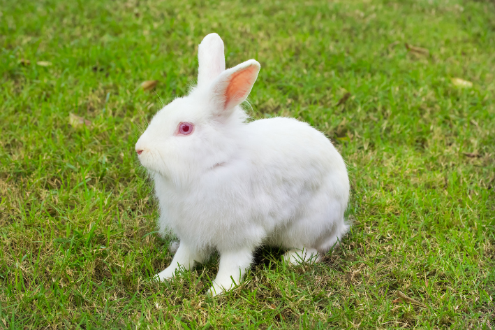 Nij-Seelânske konijn: wit alles oer it ras