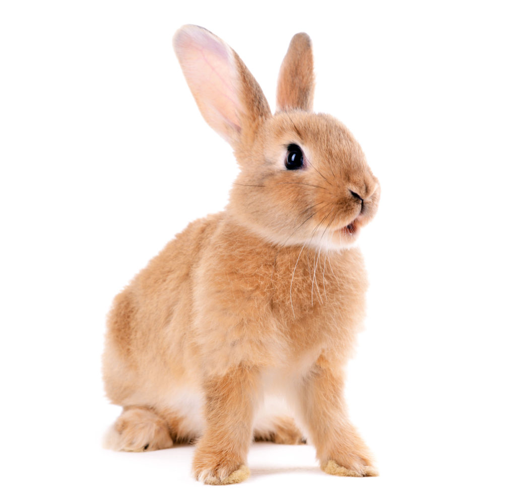Pofuduk Tavşanlar: Dünyanın en sevimli cinsleriyle tanışın!