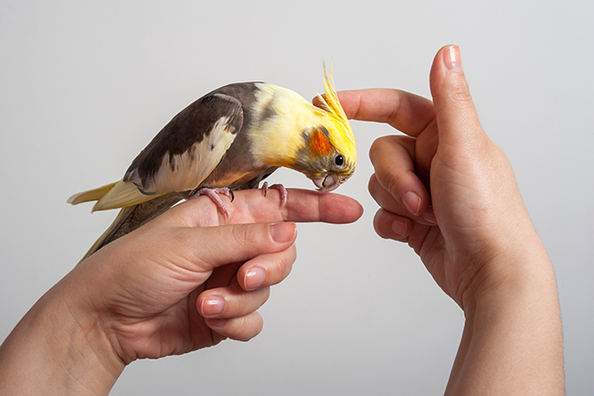 Vögel im Haus: Die wichtigsten Ziervogelarten