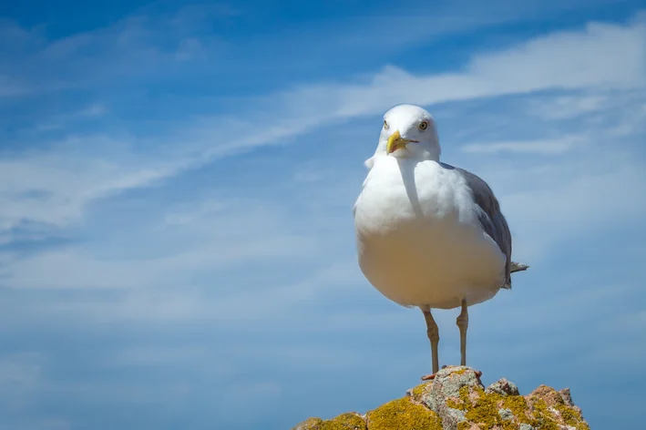 Möwe: 10 Dinge über diesen Seevogel