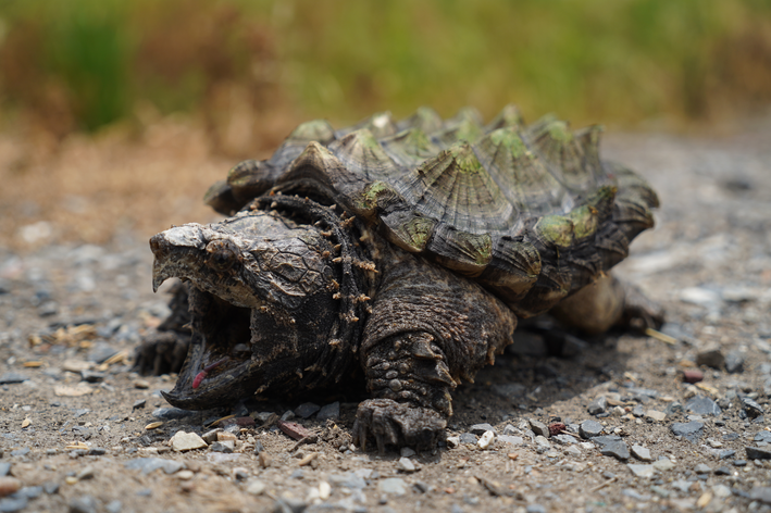 Tortuga caimán: conozca a este depredador norteamericano