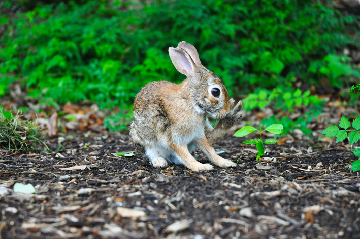 Щенки кролика: узнайте, как ухаживать за своим питомцем