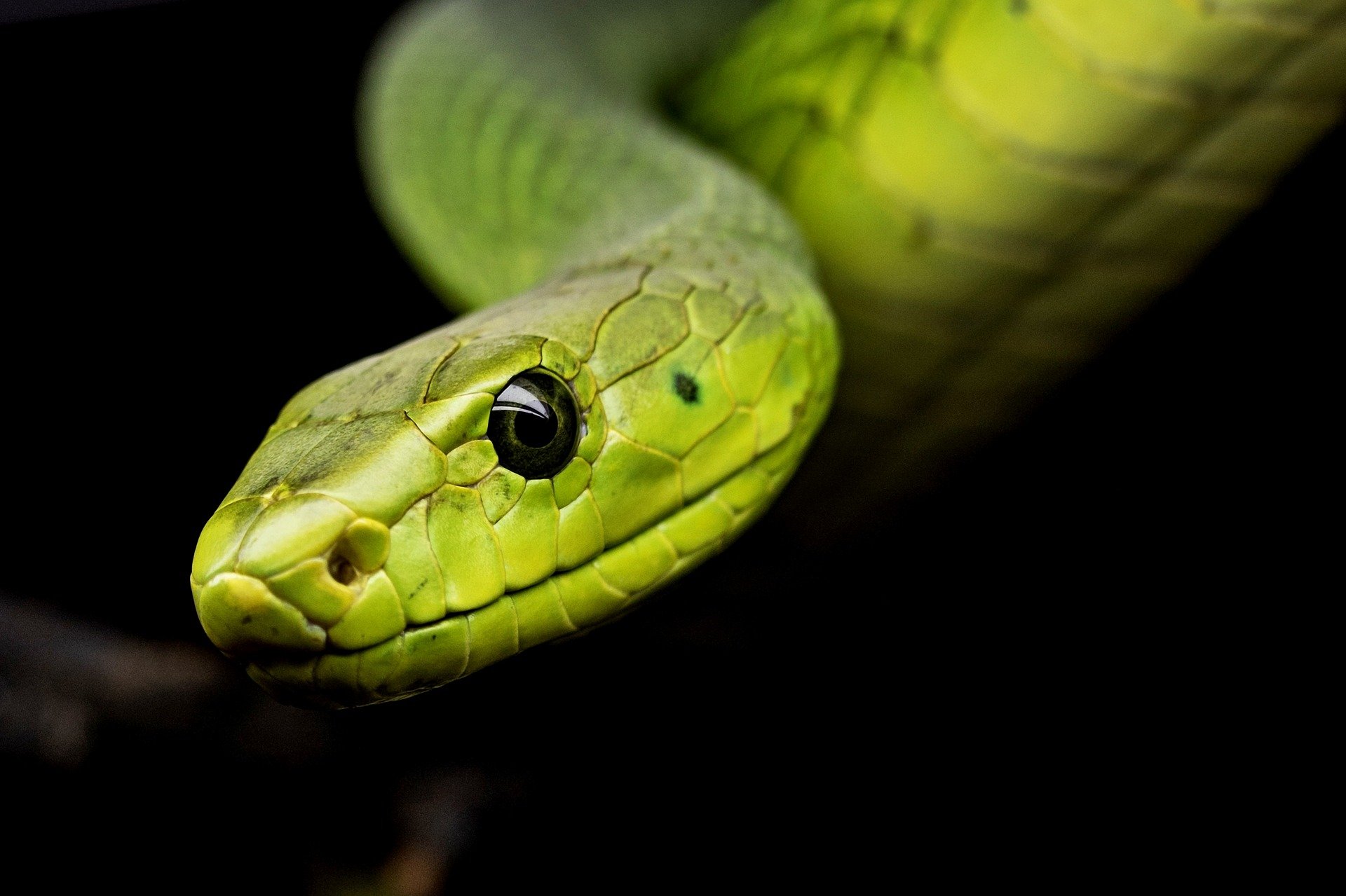 독이없는 뱀 : 일부 종을 알고