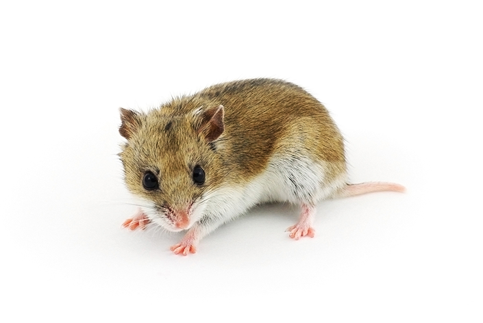 Kinijos žiurkėnas: mažas ir klusnus