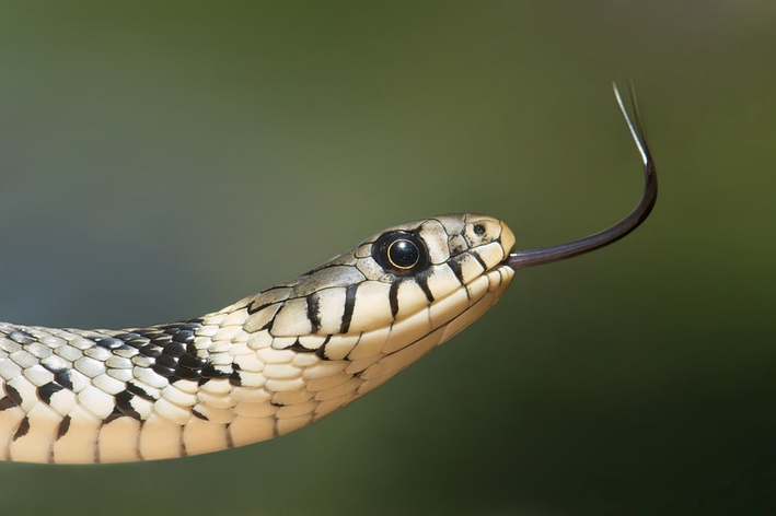 ¿Cómo saber si una serpiente es venenosa? ¡Entiéndelo!