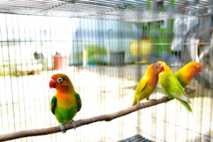 ჩიტების გალიები და ვოლიერები: როგორ ავირჩიოთ?